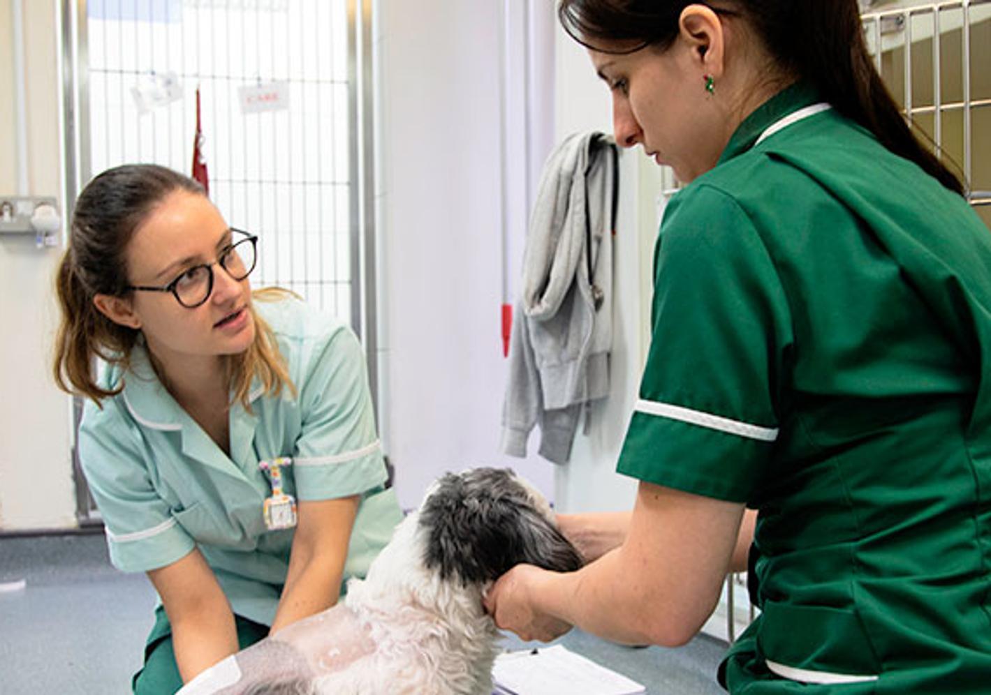 Two women in green scrubs carefully examining a dog at Vet Nursing facilities.