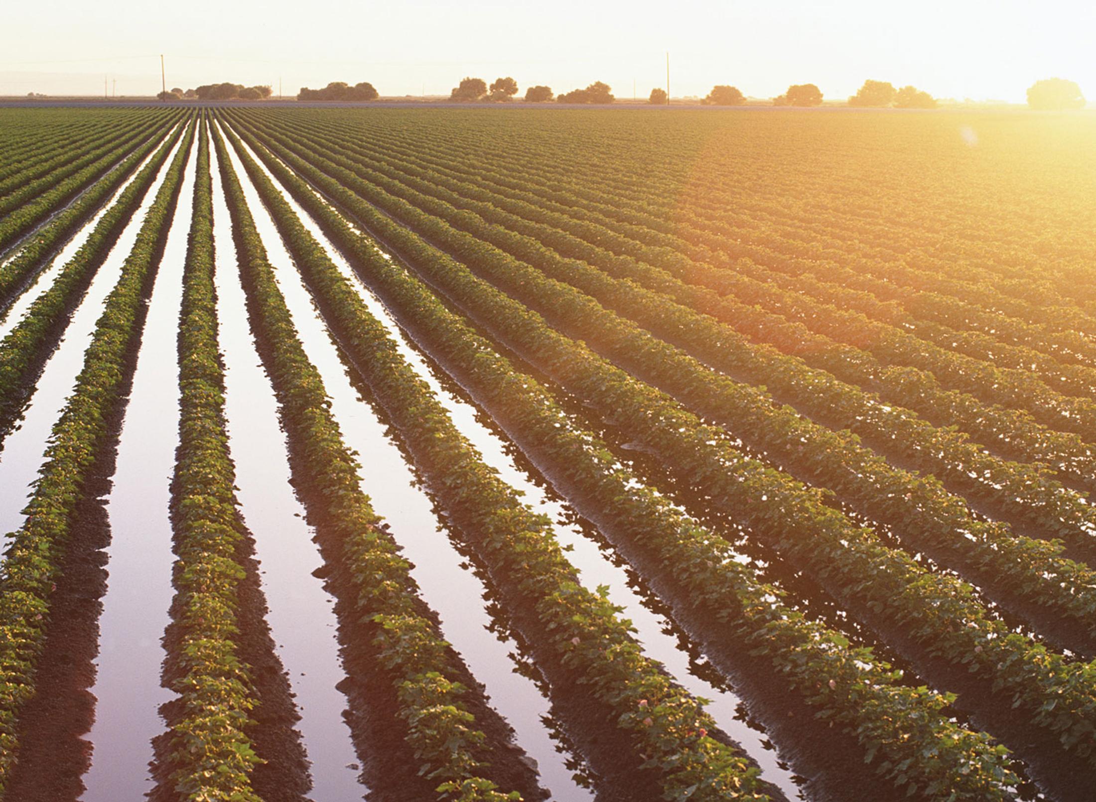 green farming land