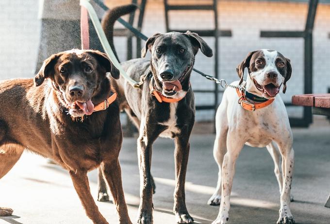 Dogs standing in a straight line